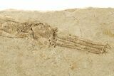 Fossil Pipefish (Hipposyngnathus) Pos/Neg - California #275042-5